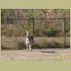 kczoo_061.jpg