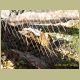 kczoo_129.jpg