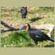 kczoo_131.jpg