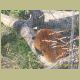 kczoo_148.jpg