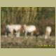 kczoo_158.jpg