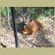 kczoo_182.jpg