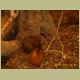 kczoo_251.jpg