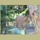 kczoo_286.jpg